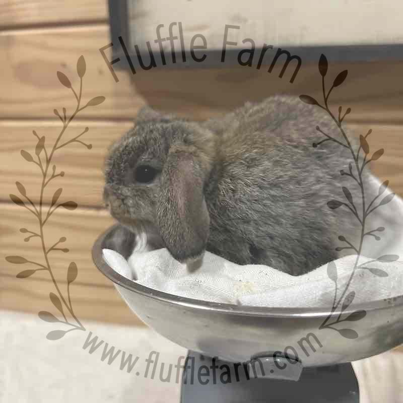 holland lop near me