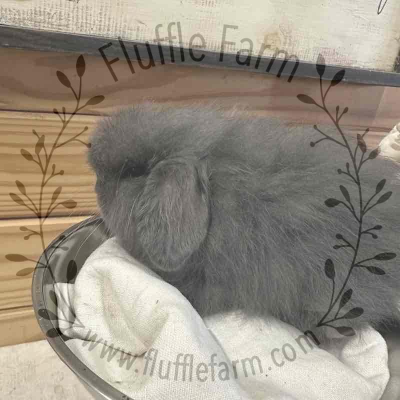 holland lop near me