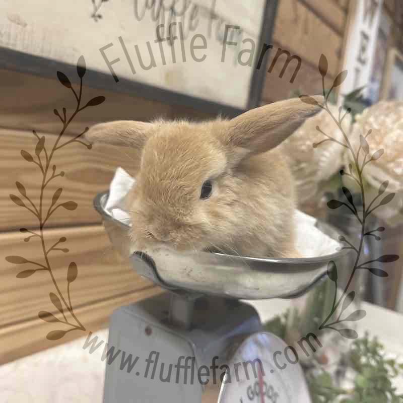 holland lop near me