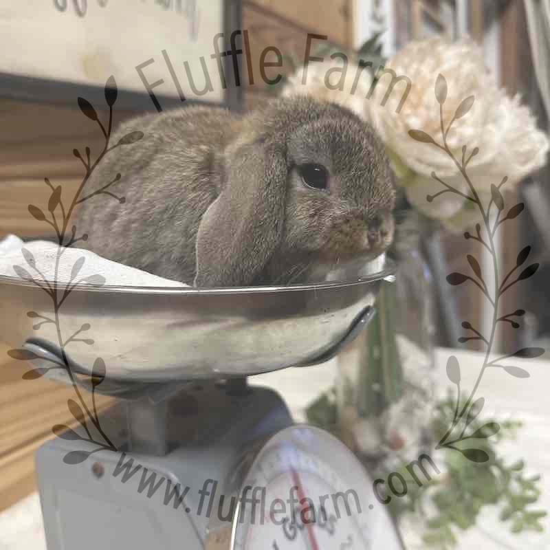 holland lop near me