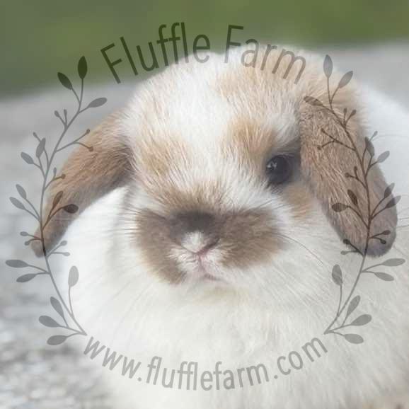 Broken Black Tort Holland Lop