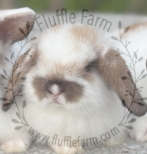 Broken Black Tort Holland Lop