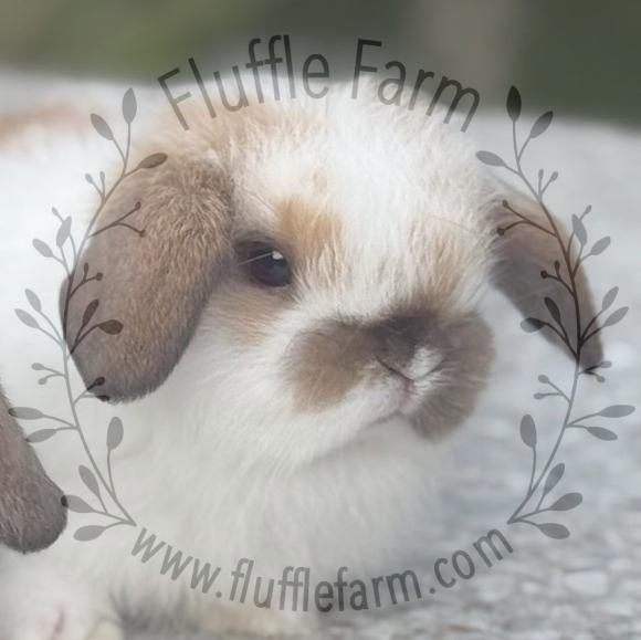 Broken Black Tort Holland Lop
