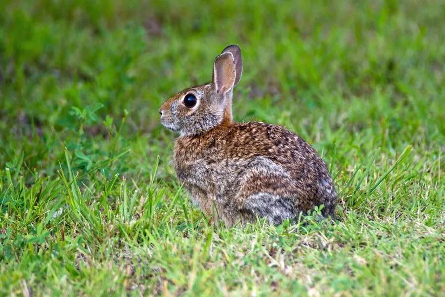 Cottontail Rabbit From PSU Agricultural Website